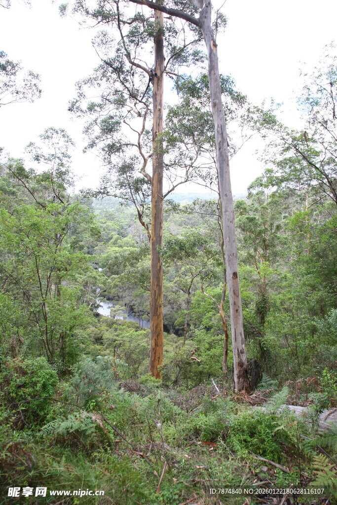 茂密森林中的高大树木