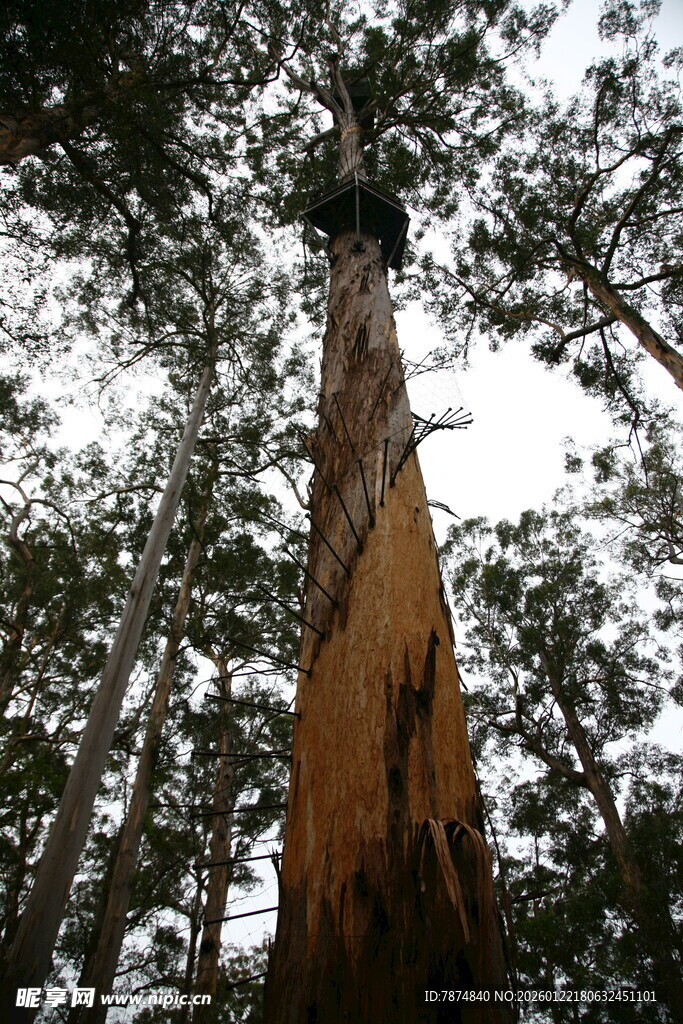 高耸入云的参天大树