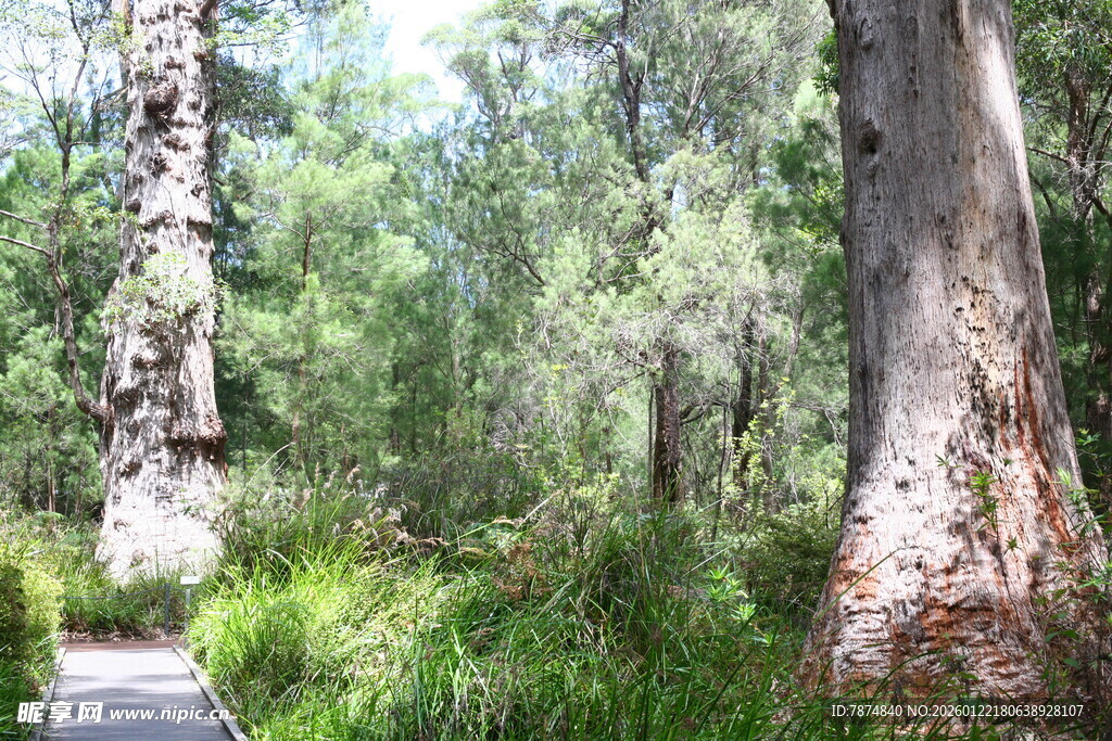 林间小径 绿意盎然的自然景