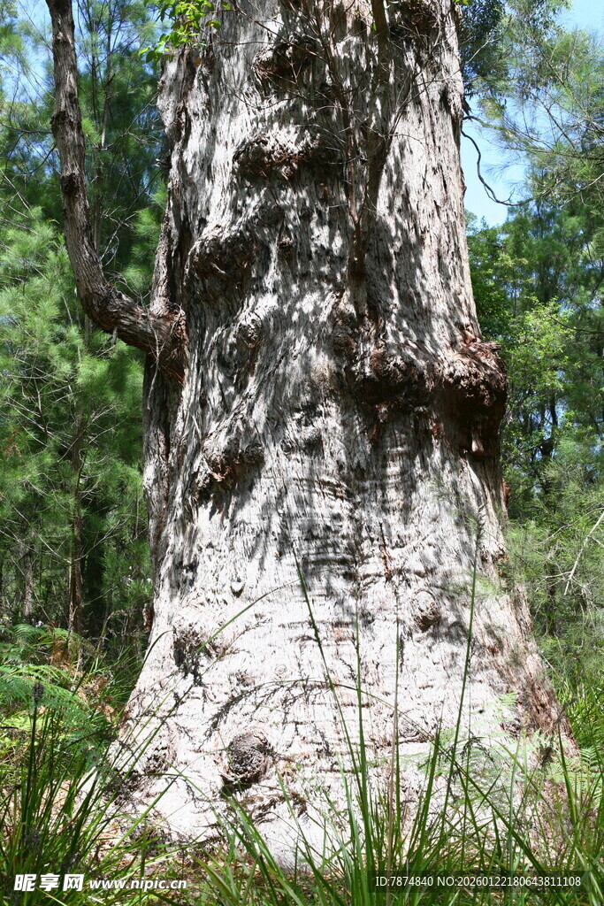 古老大树的斑驳树干