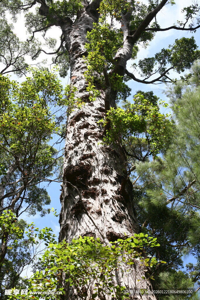 高大挺拔的古老树木