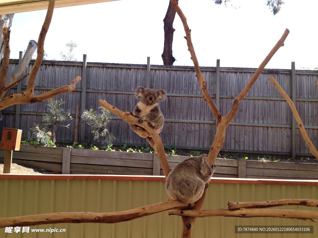 独特树枝造型艺术摆件