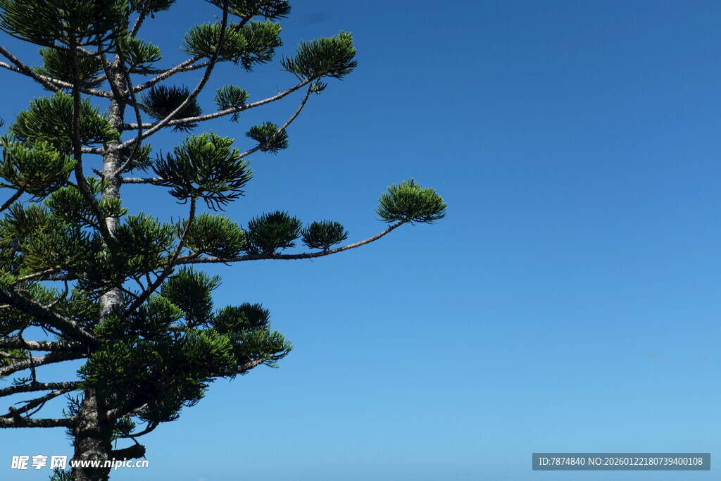 蓝天映衬下的挺拔松树