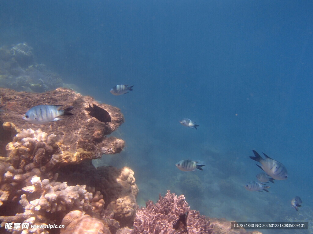 海底斑斓珊瑚与游鱼