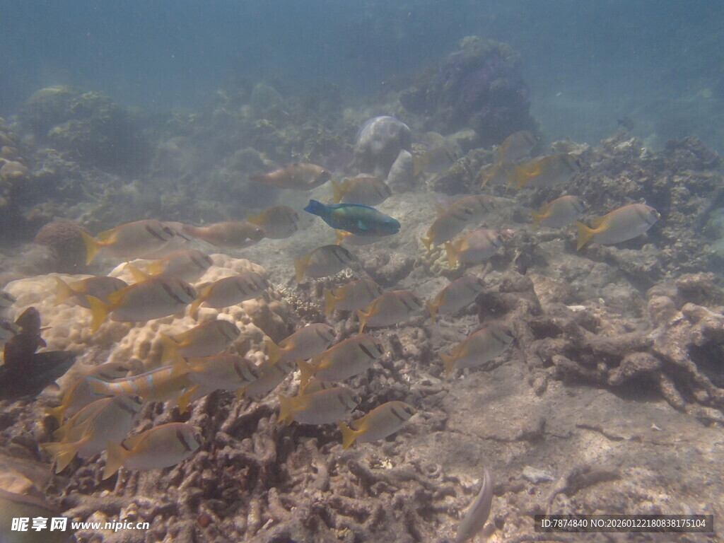 海底斑斓珊瑚景观