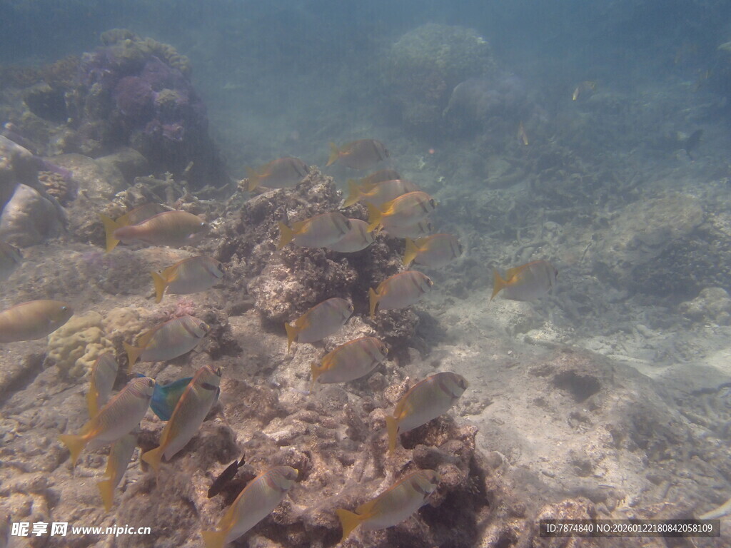 海底珊瑚礁景观
