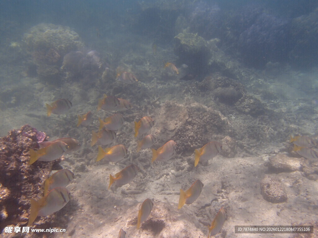 海底珊瑚景观