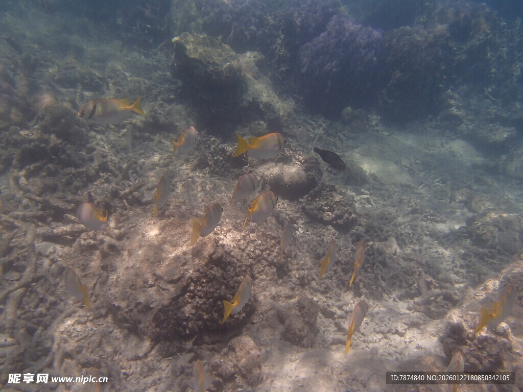 海底珊瑚景观