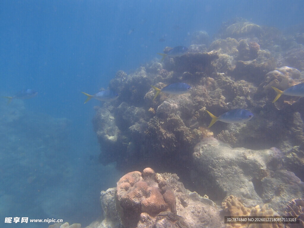 海底珊瑚景观
