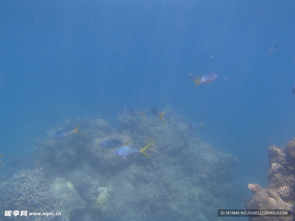海底珊瑚与游动的小鱼