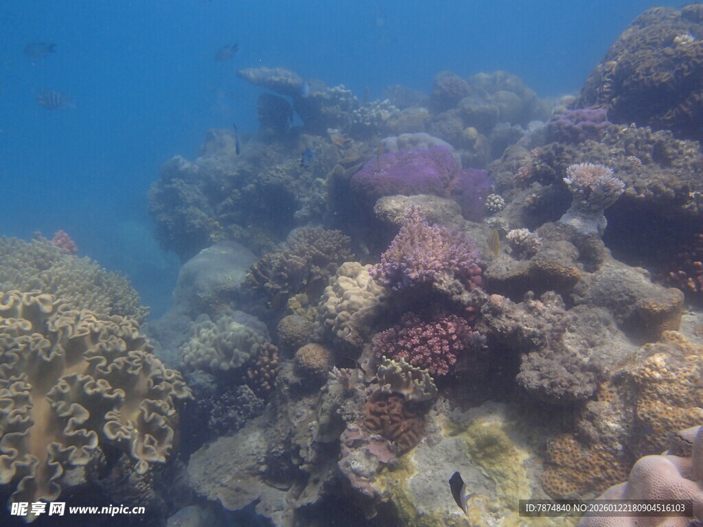 海底多彩珊瑚景观