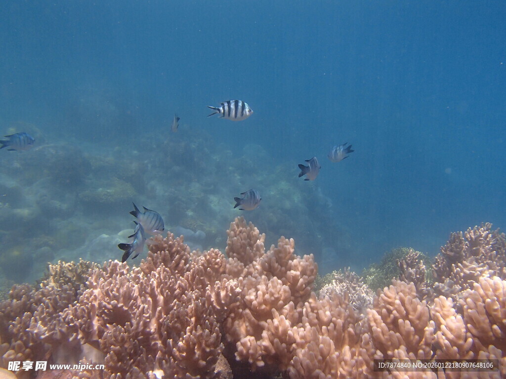 海底珊瑚与游动的鱼儿