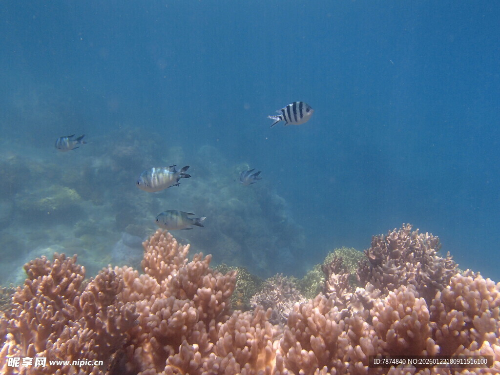 海底珊瑚与游鱼美景