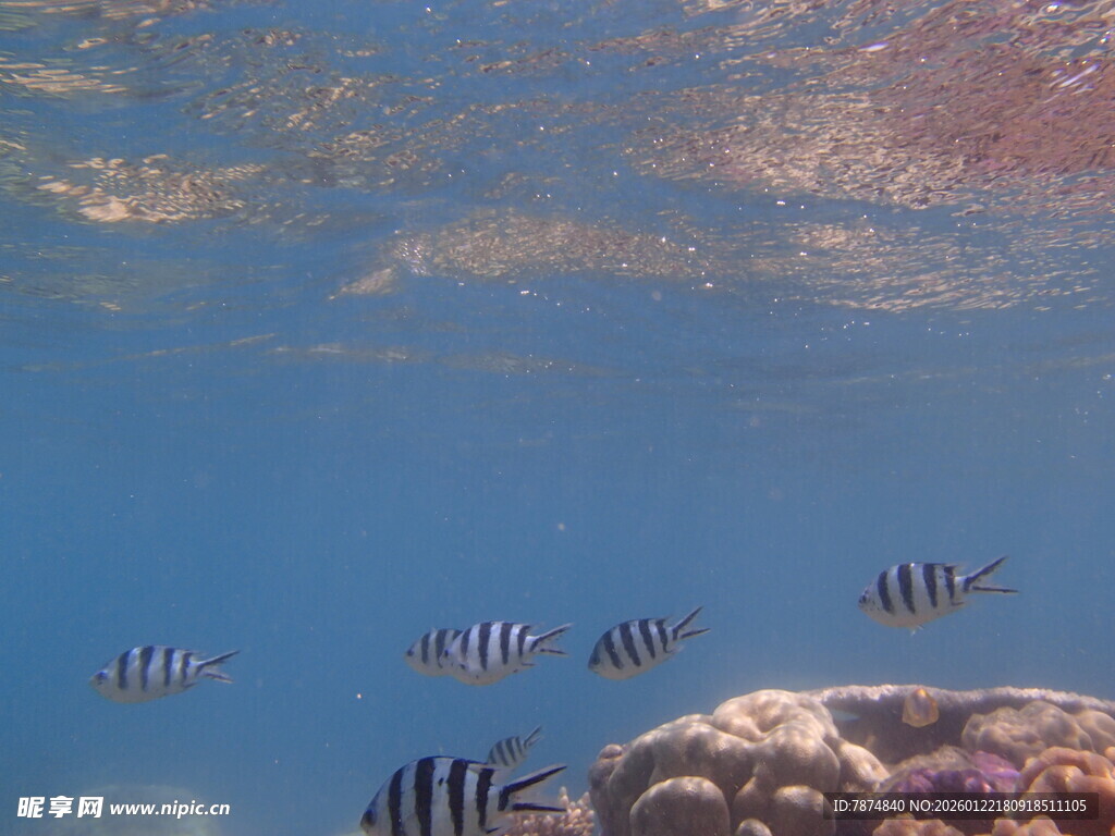 海底游鱼与珊瑚景观