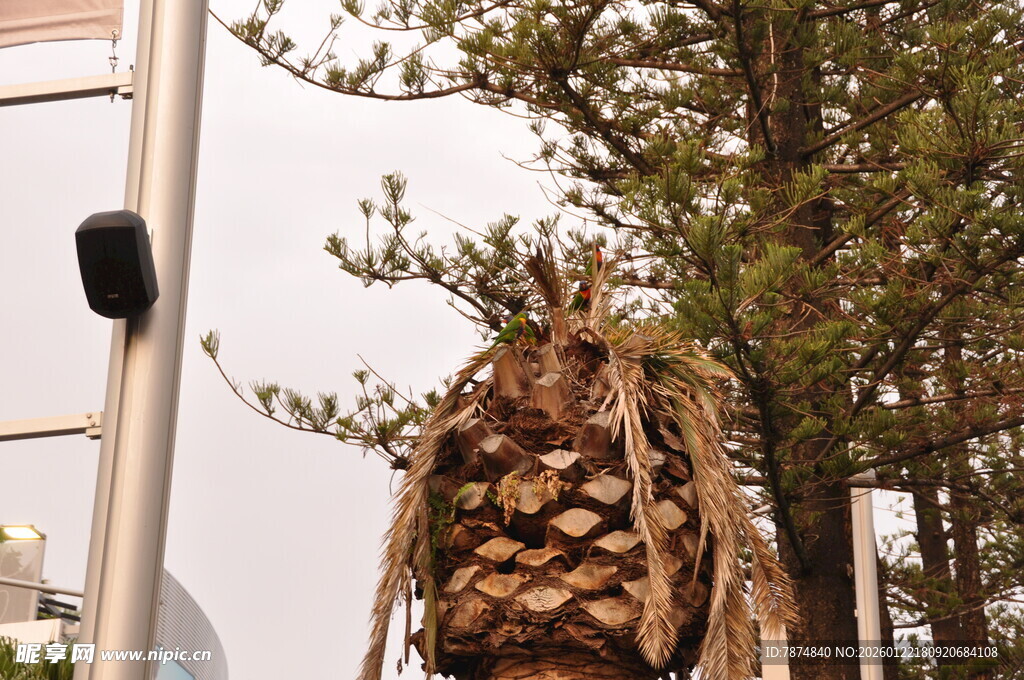 巨大松果挂于树上