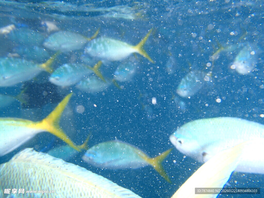 海底鱼群与珊瑚景观