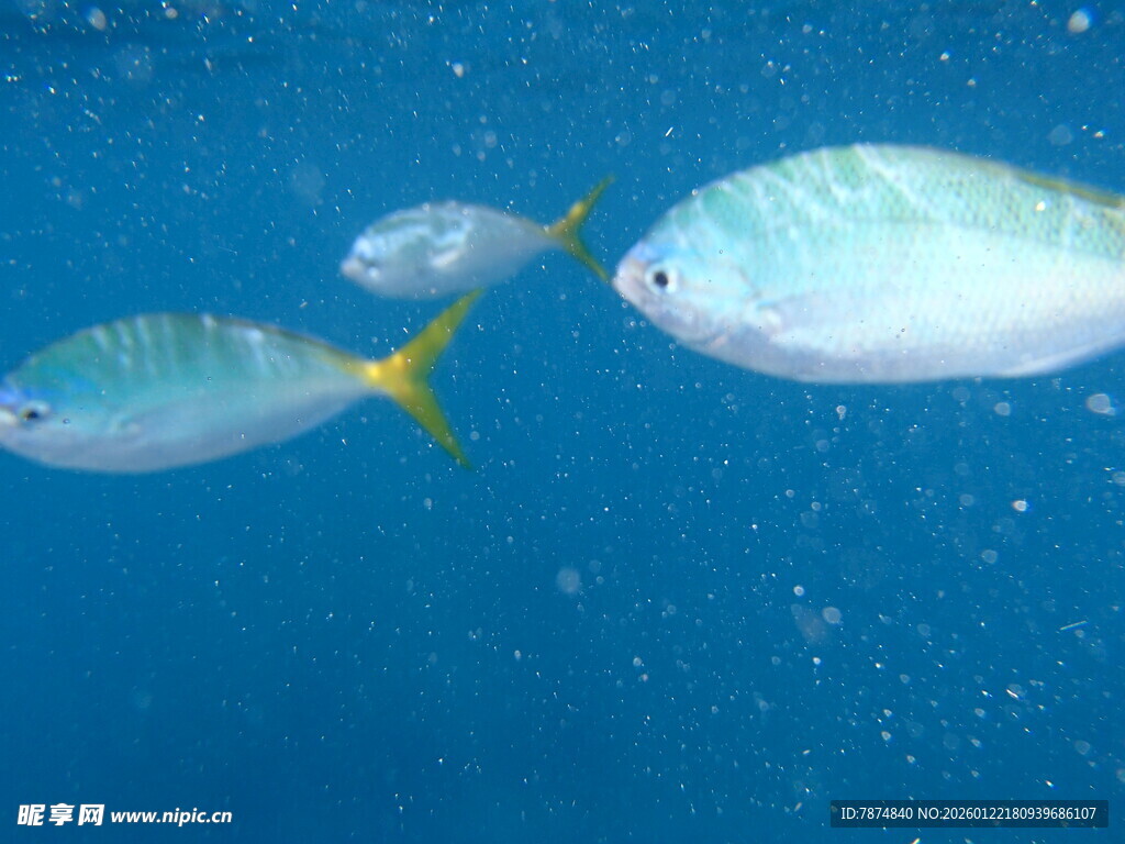 蓝色海水中的多彩小鱼