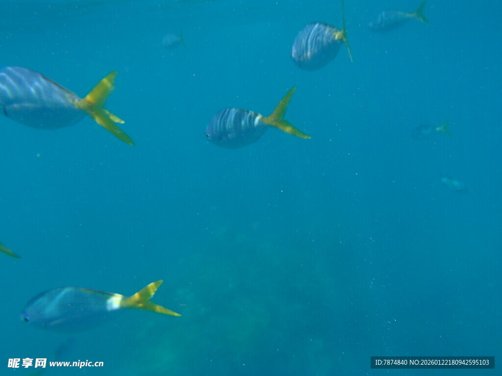 蓝色海中游动的多彩小鱼