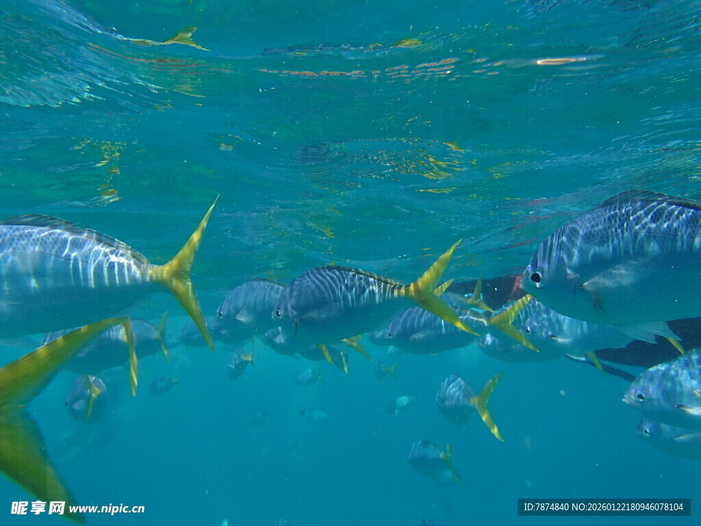 海底畅游的多彩鱼类