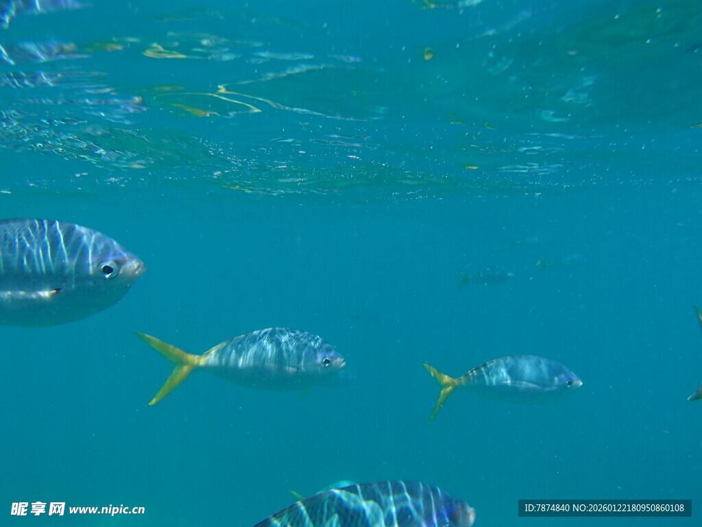 畅游蓝水的多彩热带鱼