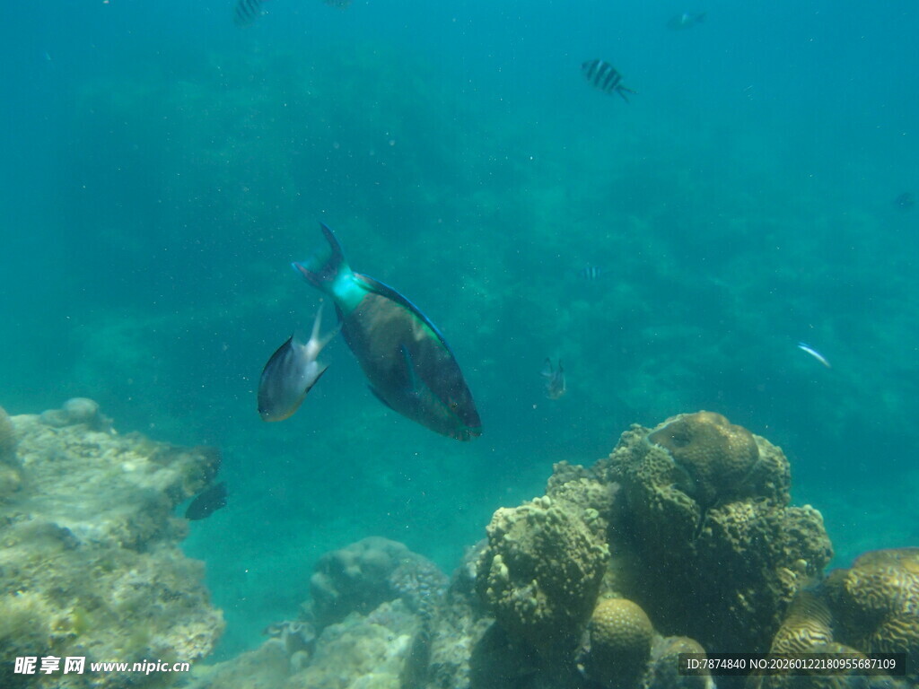海底游鱼与珊瑚景观