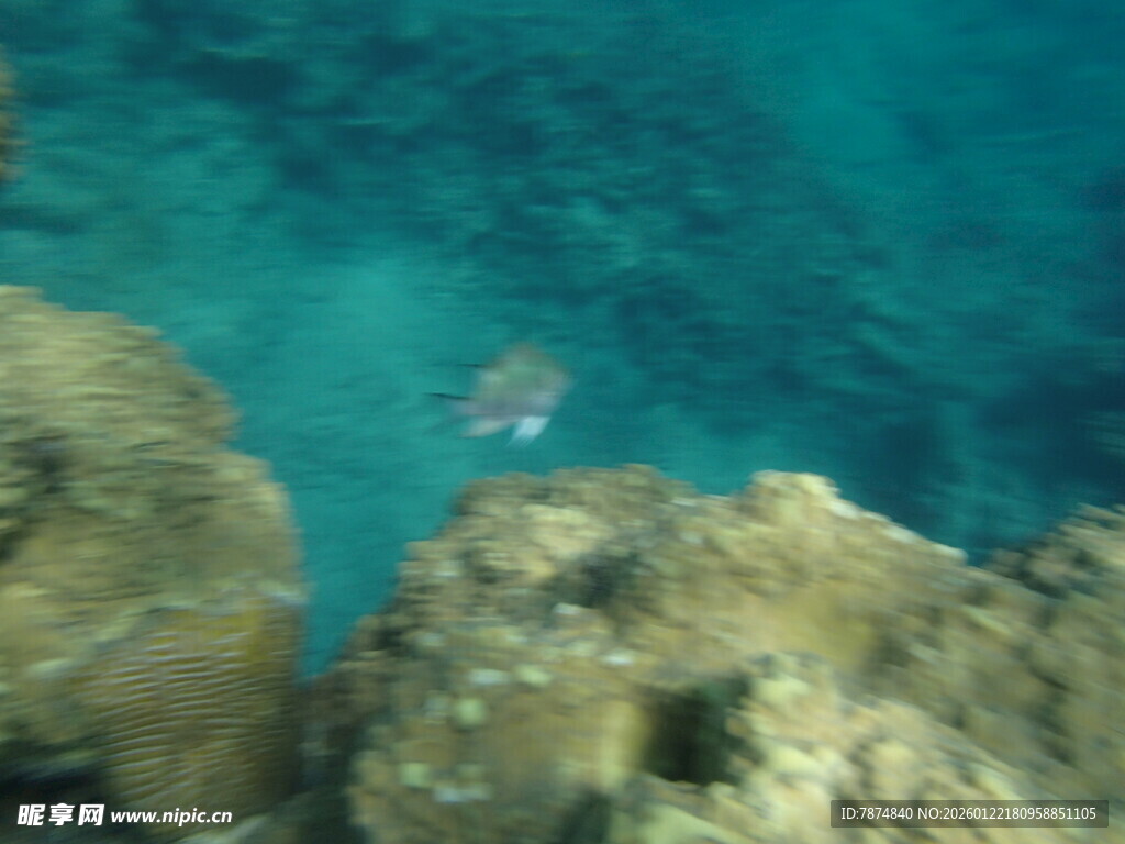 海底礁石旁的游动小鱼