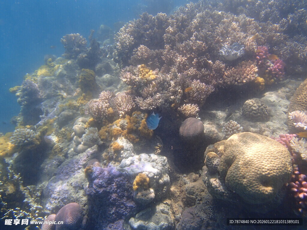 海底多彩珊瑚景观