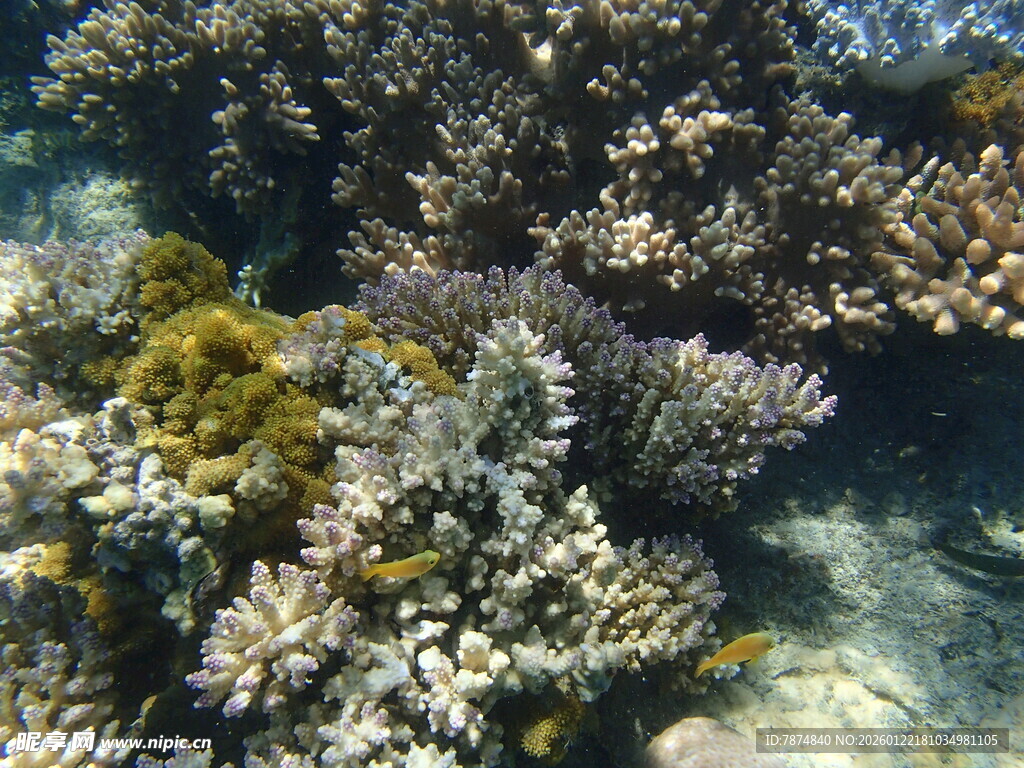 海底多彩珊瑚景观