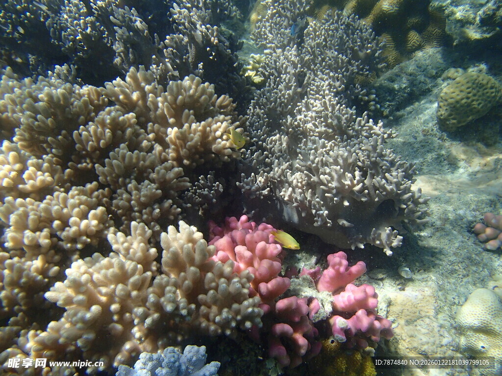 海底多彩珊瑚景观