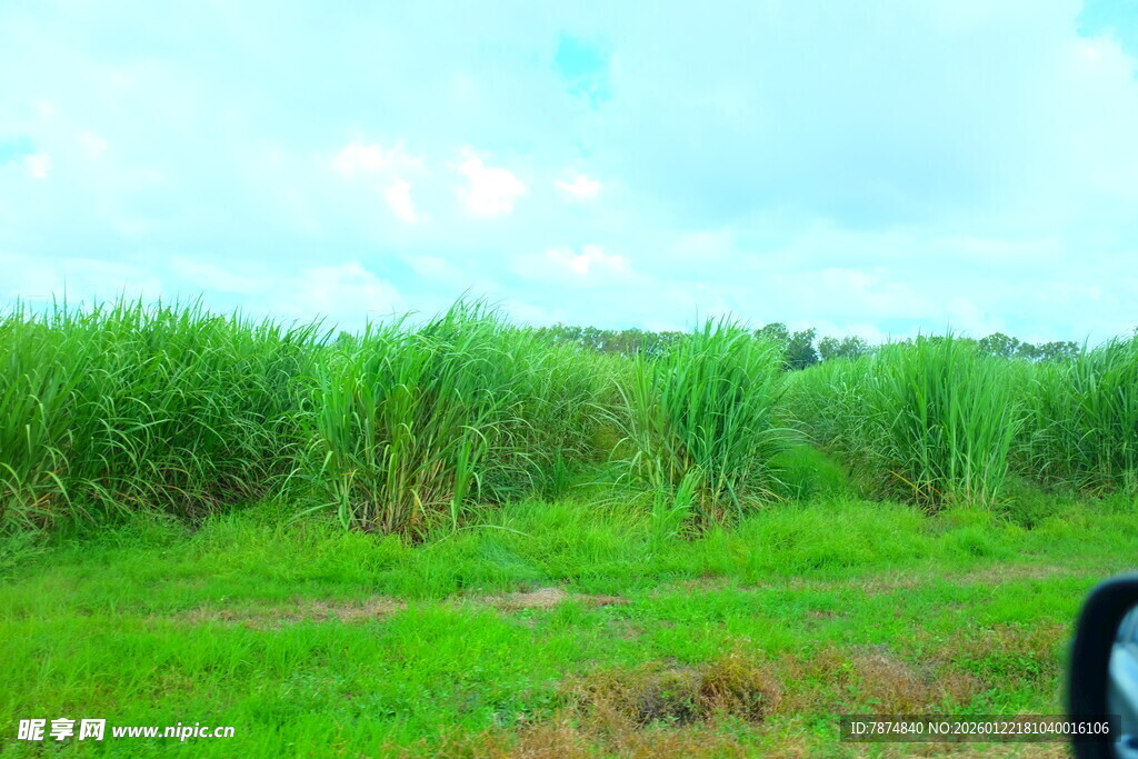 田野中的葱郁甘蔗林