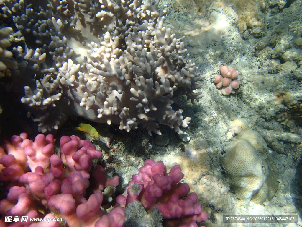 海底缤纷珊瑚景观