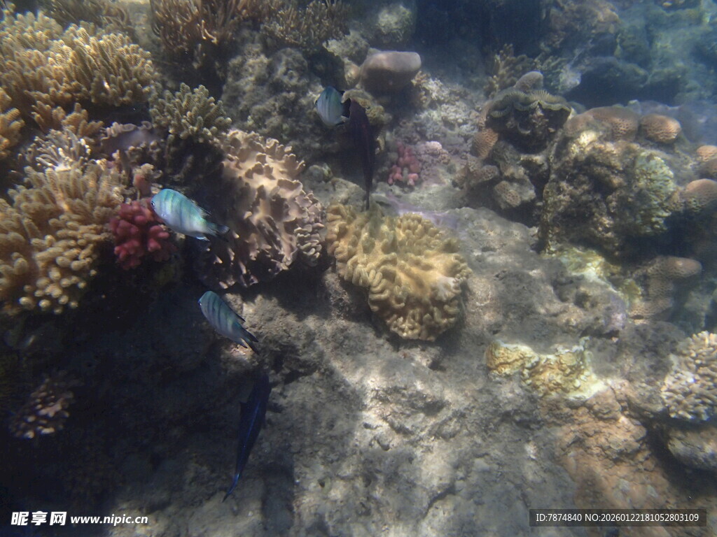 海底多彩珊瑚景观