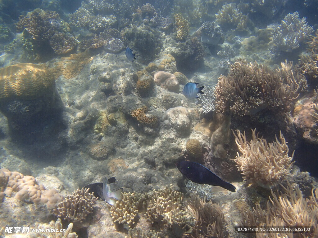 海底珊瑚与游动的鱼类