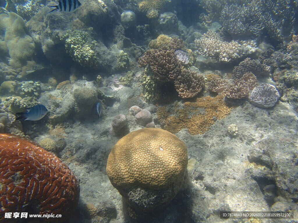 海底多彩珊瑚景观