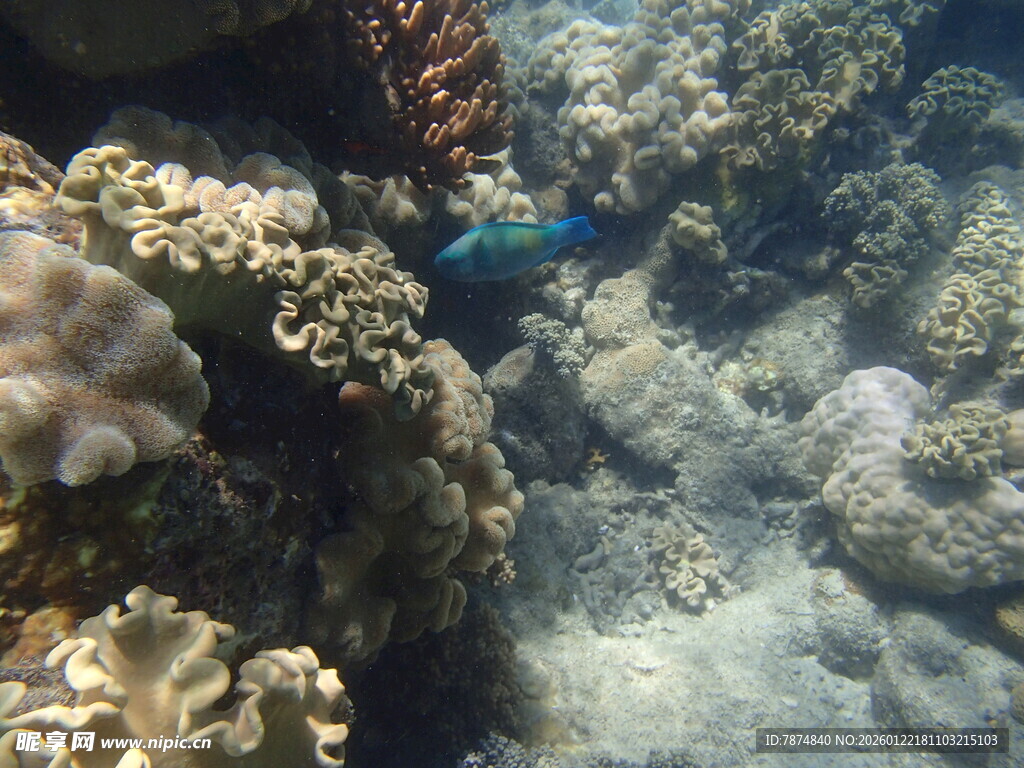 海底珊瑚间的蓝色小鱼