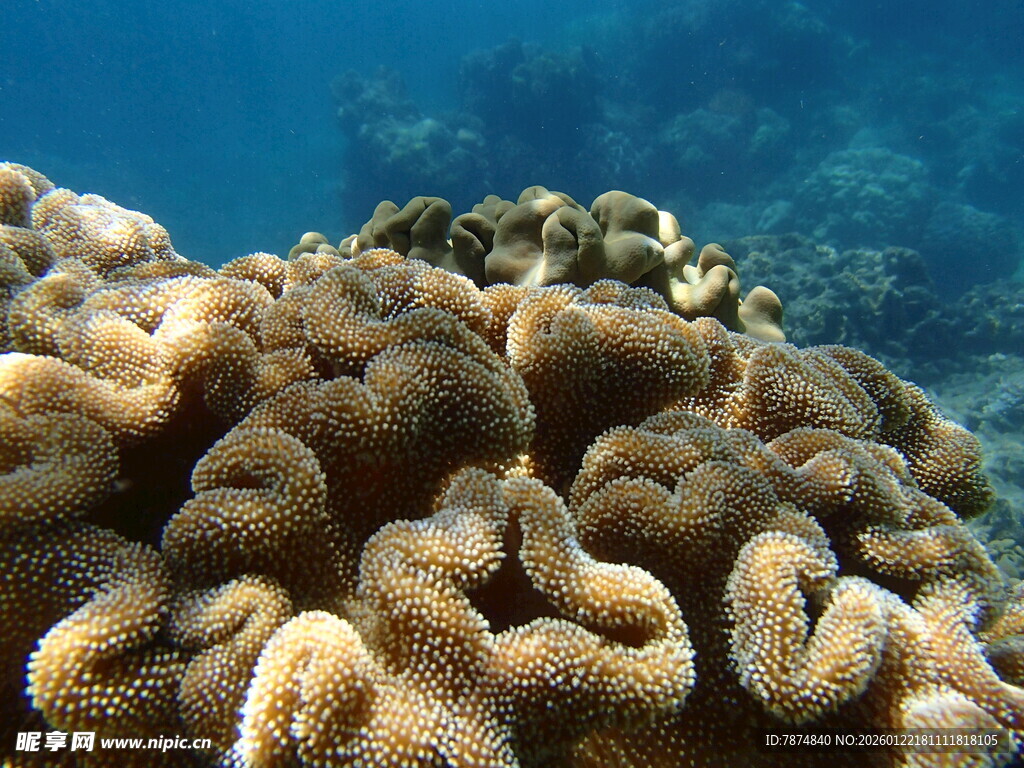 海底珊瑚景观