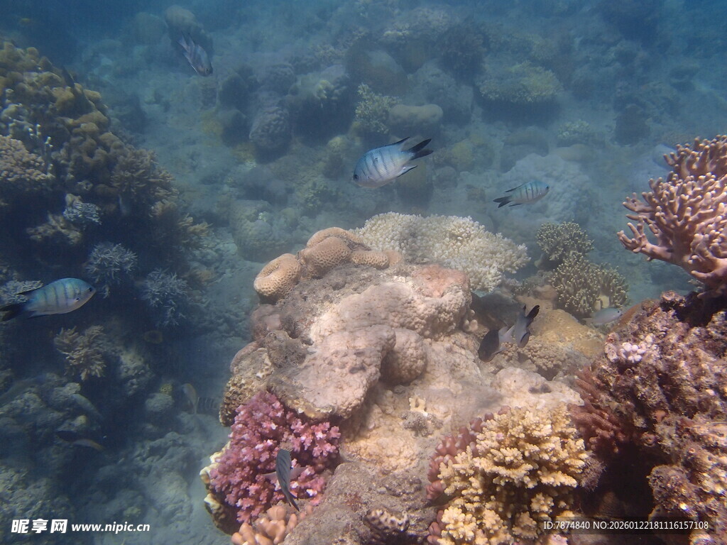 海底多彩珊瑚景观