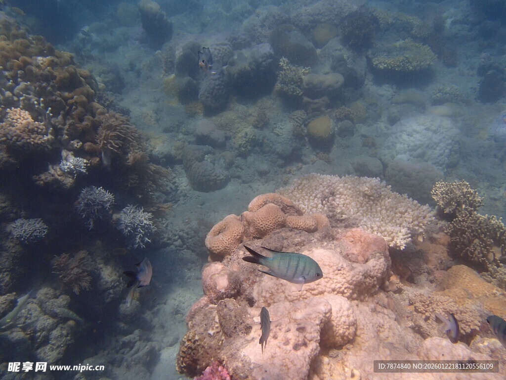 海底礁石旁的小鱼景观
