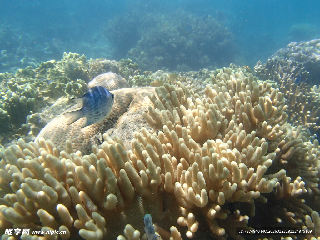 海底珊瑚丛中的蓝色小鱼