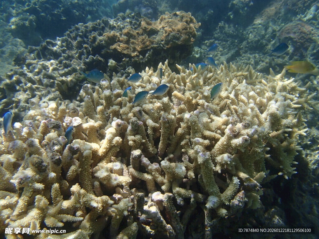 海底珊瑚景观