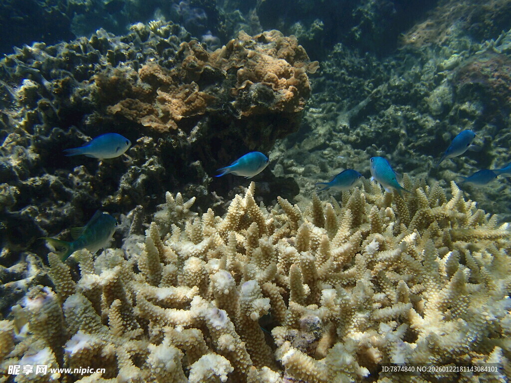 海底珊瑚与游动的小鱼