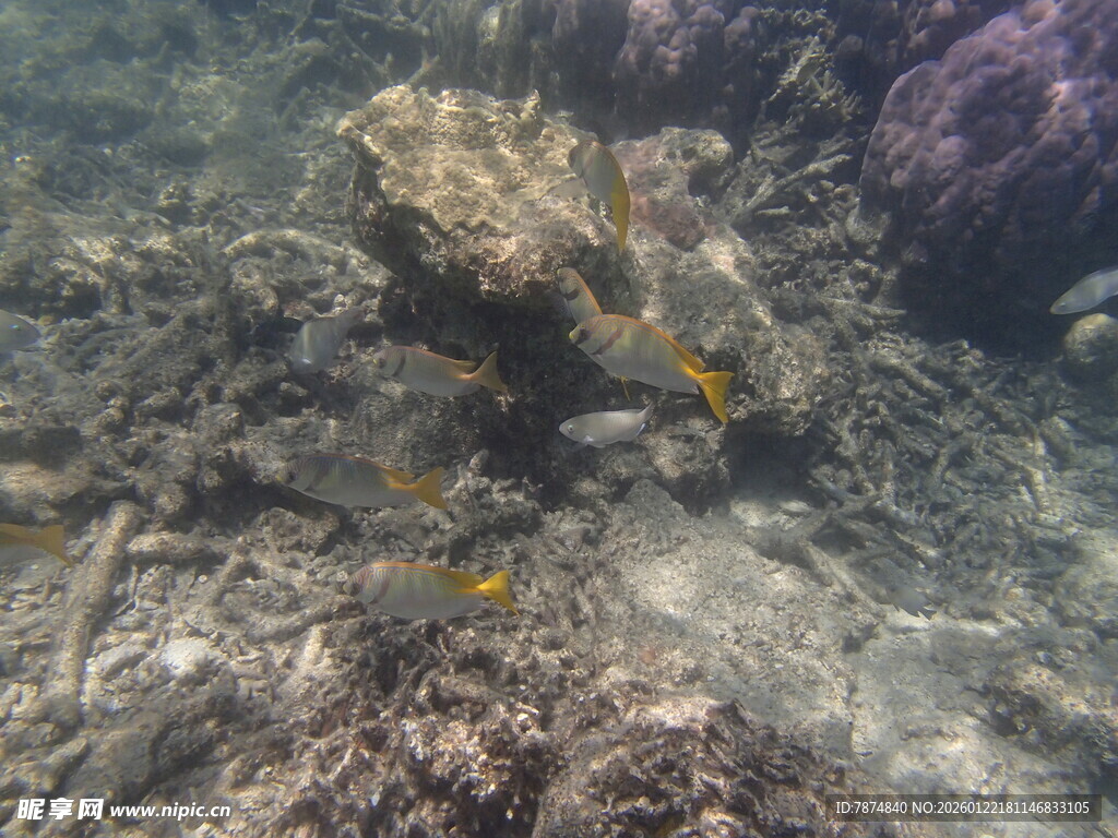 海底的神秘鱼类