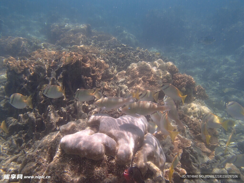 海底礁石旁的神秘海洋生物