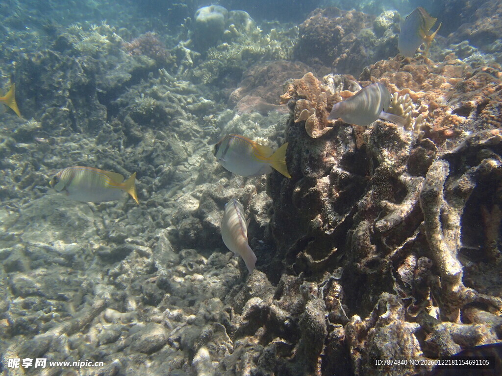 海底珊瑚与游动的小鱼