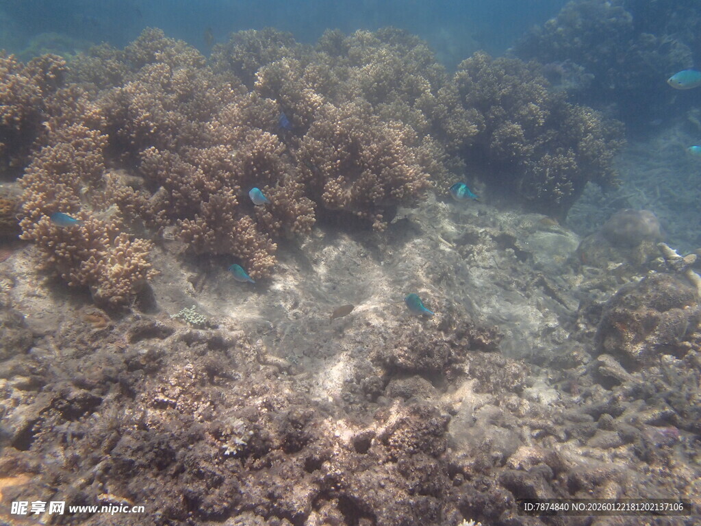 海底珊瑚礁景观