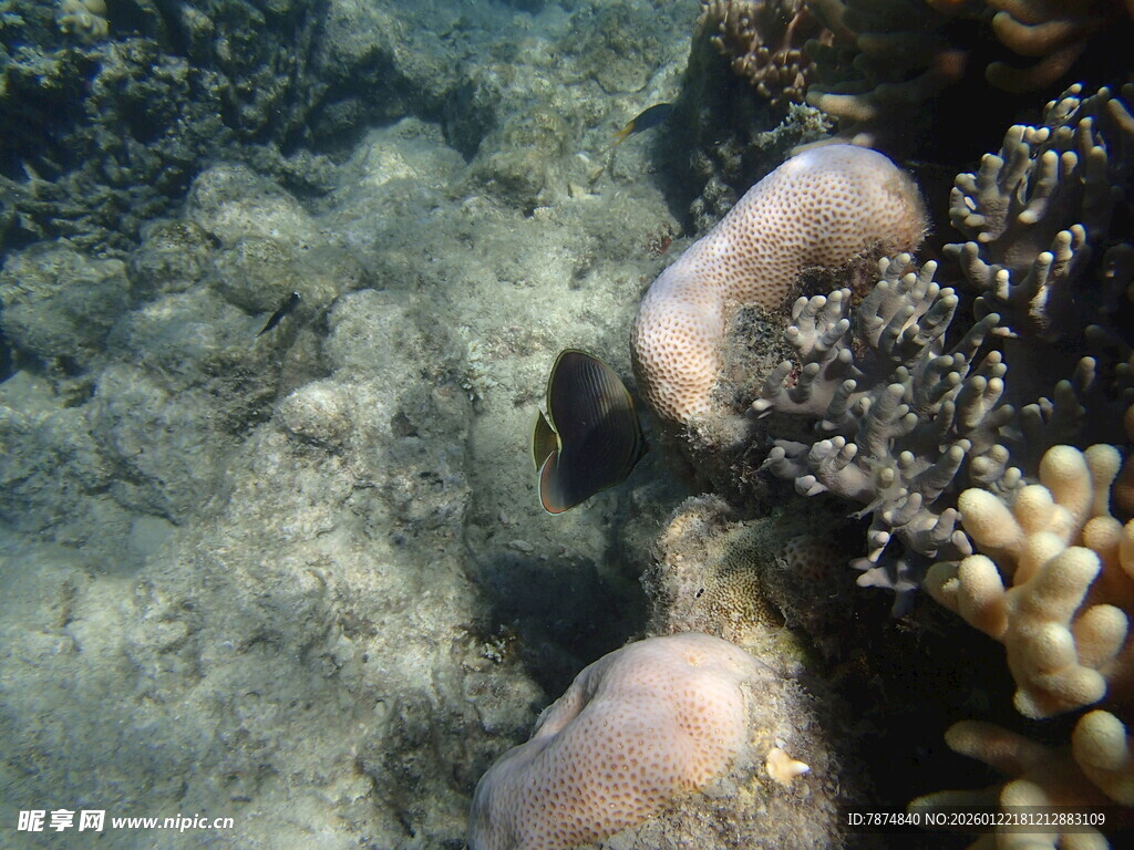 海底珊瑚与游动小鱼