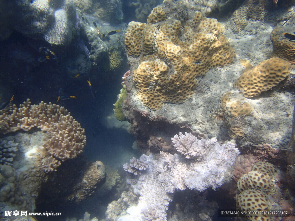 海底多彩珊瑚景观