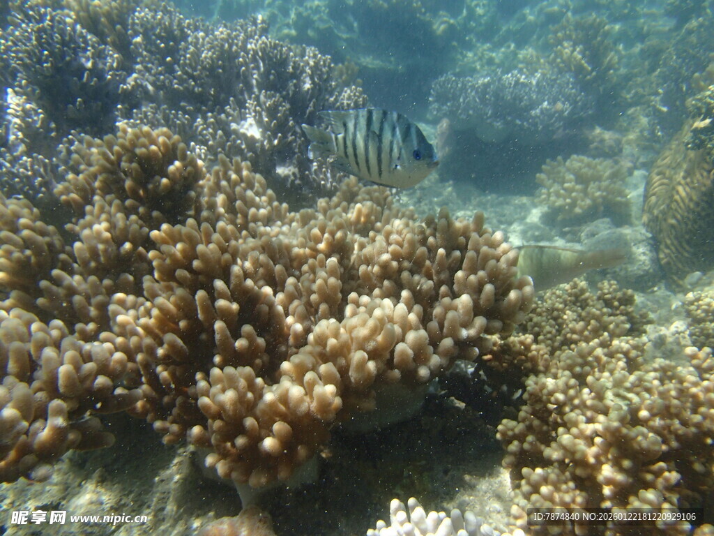 海底珊瑚景观