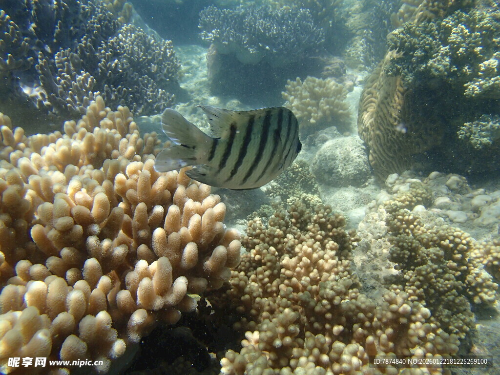海底条纹鱼与珊瑚景观