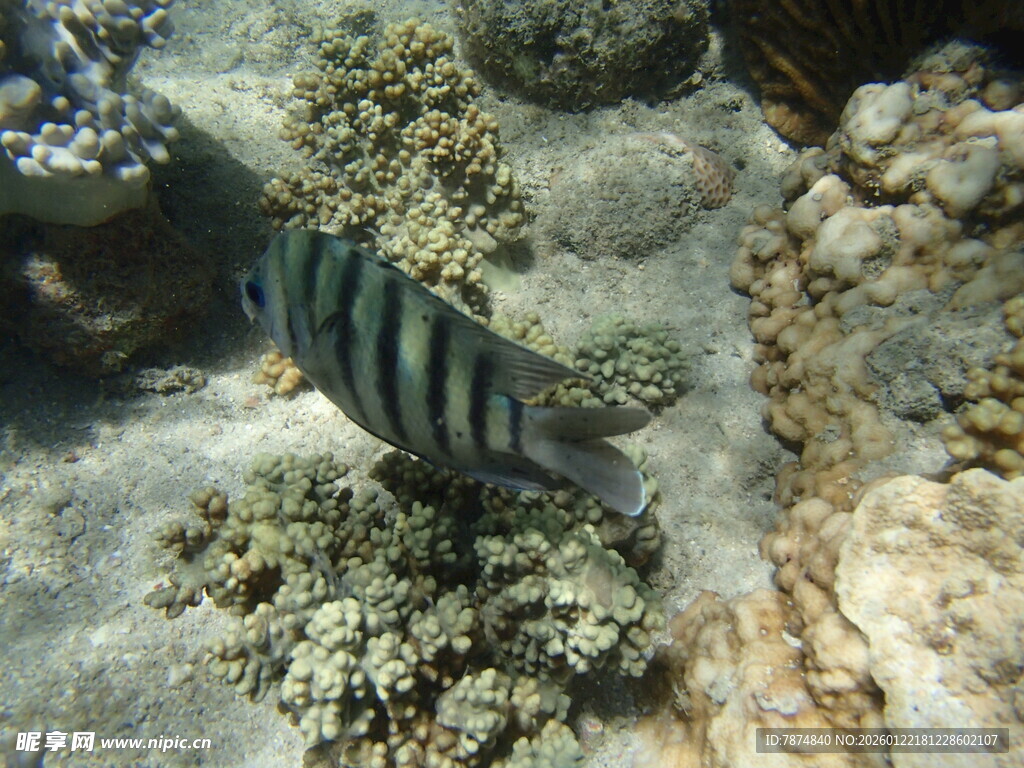 海底条纹鱼与珊瑚景观